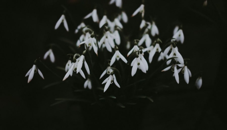 Hóvirág: A Tél Ébredő Kincse